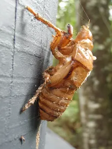 Cicada shell at Seymour Pond