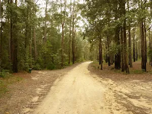 Palmers Rd near the Pines picnic area