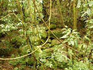 Rocky track towards Abbotts Falls in the Watagans