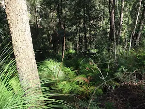 Grasstrees in the gully