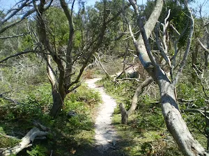 Track between Shelley and Jibbon Beach