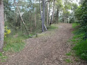 Blackwattle management trail
