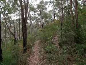 Track through bush to Plateau Pde