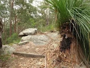 Grass trees on Graves Walk