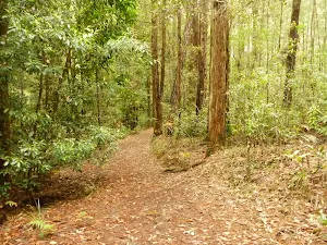 Track near the Pines campstie in the Watagans