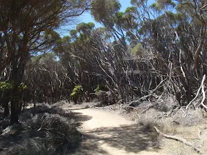 Track to Wallagoot Gap intersection