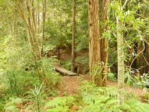Track and bridge over creek near Pines campsite in the Watagans