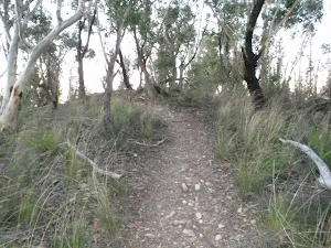 Bushtrack to Baltzer Lookout
