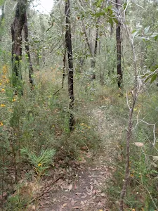 Track through heath
