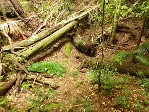 Rainforest with large tree trunks near Muir Lookout in the Watagans