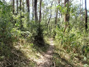 Narrow track through lush forest