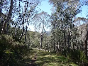 Tall forest on the Meadows Nature Track