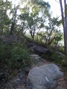 The rocky bushtrack