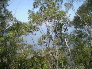 The view from the top of the cliffs of Mt Solitary