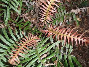 Ferns beside track to Martins Lookout