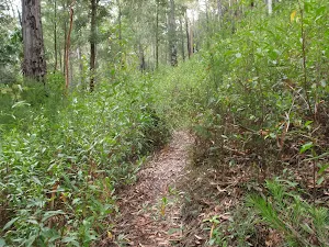 Track to Palona Cave