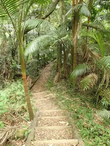 Winding through palms in valley