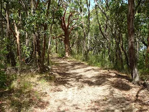 Trail on the Wallarah Pennisula Walk