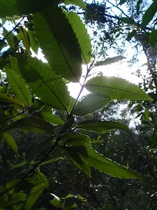 Leaves