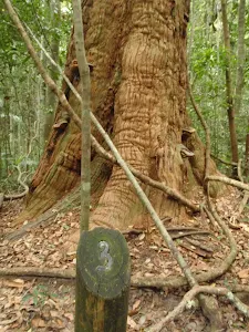 Post 3 a large Turpentine Tree