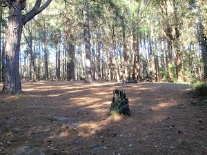 The Pines Forest picnic area
