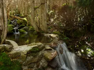 A small weir on Meadows Nature Track