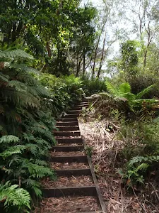 Climbing up the fern lined track