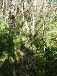 Unmanaged Horse Track