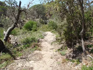 Track on top dunes
