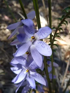 Spotted Sun Orchid (Thelymitra ixioides) on the Subline Point Trail