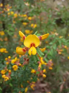 Flower amongst heath