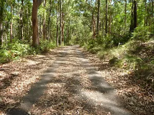 Trail through forest at Blackbutt Reserve