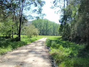 Simpson track looking back at clearing