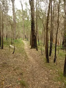 Walking through the open Casuarina forest