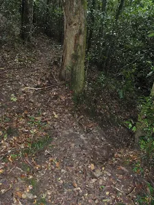Track down to creek