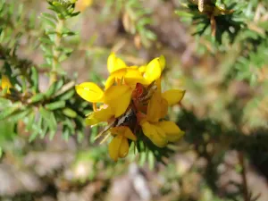 Wildflower