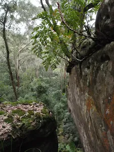 Ferns growing on rock