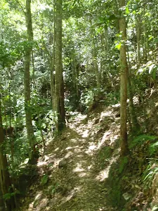 Track through the forest