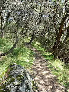 Forest along the Pipeline Path
