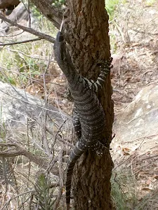 A local climbing a tree