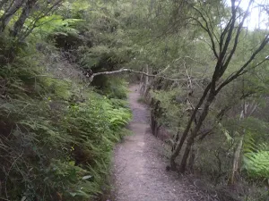 Prince Henry CLiff walk