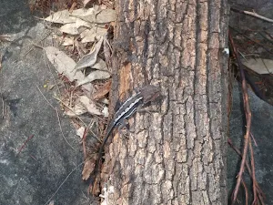 Lizard along track