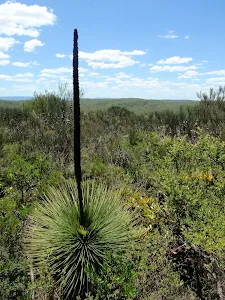 On the Grass Tree Track