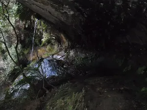 Track out of Lyrebird Dell