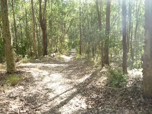 Forested track in Green Point Reserve
