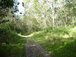 Trails through the eucalypt forest