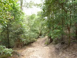 Turners Road Olney State Forest