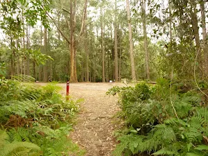 Track near pines camping area in the Watagans