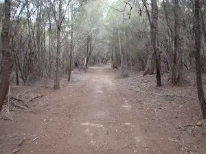 Track south of Hobart Beach camping area