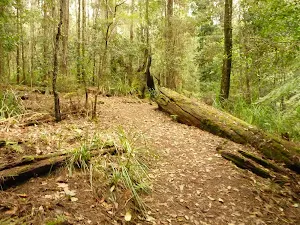Track towards the Pines Picnic area in the Watagans